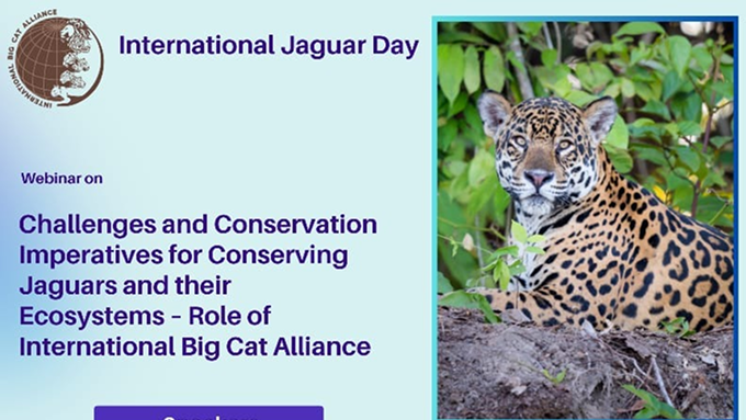 Webinar on International Jaguar Day