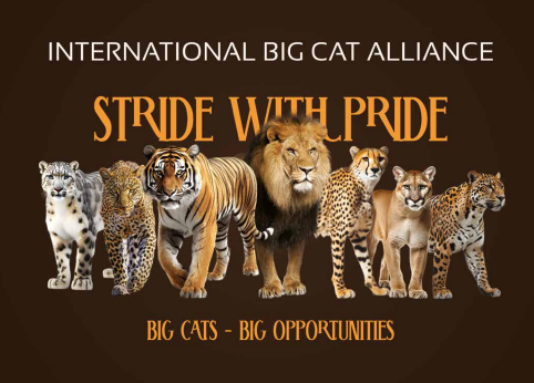 Stride with Pride Brochure