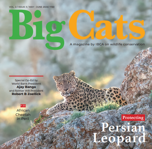 Magazine Thumbnail